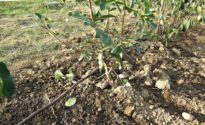 Impianto di irrigazione e goccia di una siepe