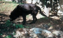 Cane riparato dal sole sotto gli alberi all'interno del recinto