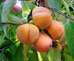 Kaki mela