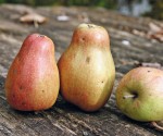Mele e pere, tutti i tipi sono adatti al consumo per i diabetici
