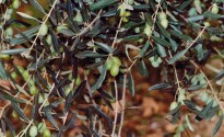 Olive in crescita