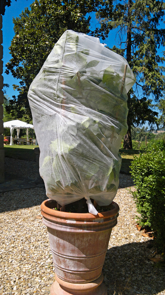 Windhager Tessuto Non Tessuto Termico Per Piante – 1,6 X 10 M, Rosso, Protezione Gelo E Neve