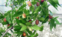 Giuggiole pronte per il consumo fresco