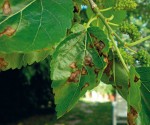 Foglie di gelso colpite da macchie necrotiche