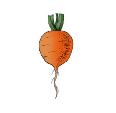 Disegno che evidenzia la caratteristica forma delle carote a "trottola"