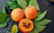Frutti di kaki Cioccolatino ben fecondati
