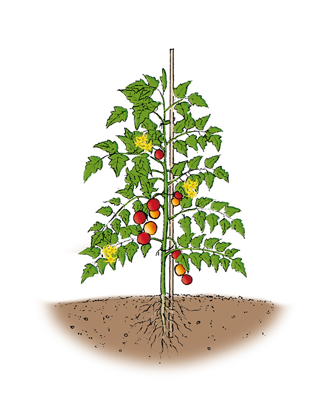Coltivare il pomodoro nell 39 orto sotto tunnel serra o all for Disegno pianta casa