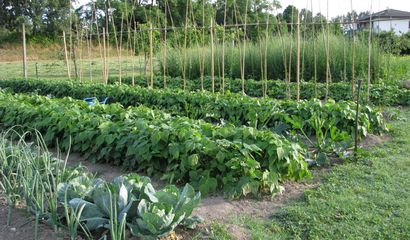 Un orto familiare in 100 m²: il progetto di vita in campagna Come progettare un orto