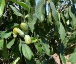 asimina triloba