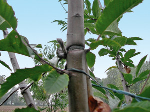 Legatura di una pianta al palo supporto tutore effettuata con materiale rigido che ha provocato una strozzatura al fusto
