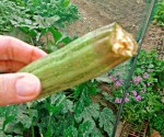 Zucchino colpito da marciume