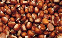 Marroni di Casola Valsenio