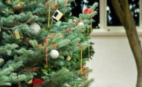 Albero di Natale già trapiantato in un giardino di campagna