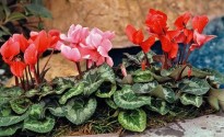 Ciclamini in un giardino di casa