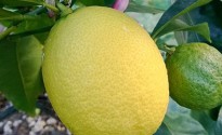 Limone sulla pianta