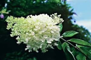 Hydrangea paniculata