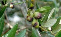 Danni mosca delle olive- Vita in Campagna