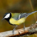 cinciallegra-parus-major-300×300