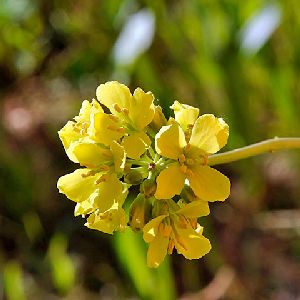Brassica Repanda Subsp Baldensis Foto Ennio Cassanego