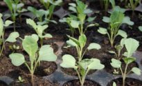 cavolo contenitori alveolati piantine pane di terra