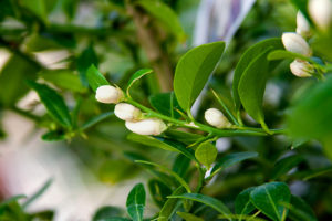 Citrus Faustrime Fiore