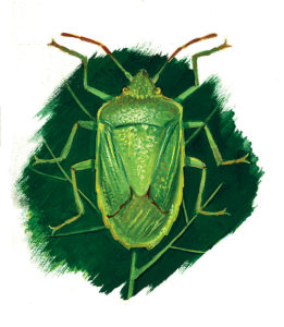 Nezara Viridula