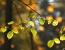 betulla-autunno