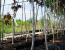 piante-alberi-vaso-vivaio