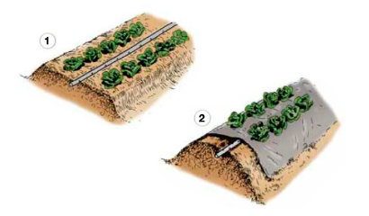 Orto. Irrigazione degli ortaggi con manichette forate