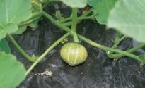 Zucca 410×240