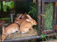 L'alimentazione dei conigli in pirmavera deve prevedere la graduale introduzione di erbe spontanee