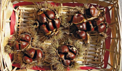 Ricci di castagne con numerose castagne all'interno di ogni riccio