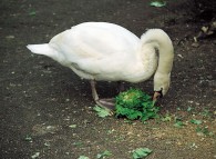 Cigno che mangia frutta e verdura