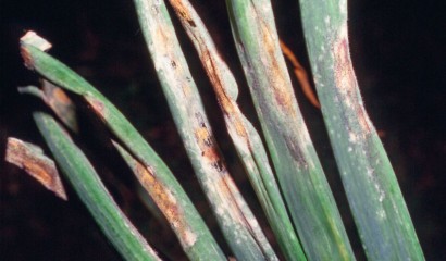 Peronospora su cipolla