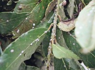 Pianta di allora colpita da cocciniglia cerosa