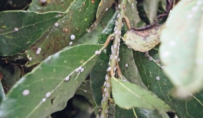 Pianta di allora colpita da cocciniglia cerosa