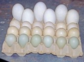 Uova destinate a essere conservate