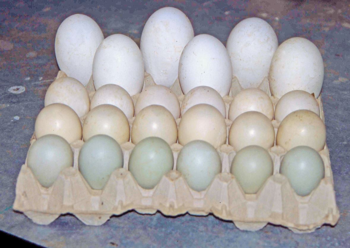 gateway Maiden Stage Conservare le uova, metodi di un tempo ma ancora validi