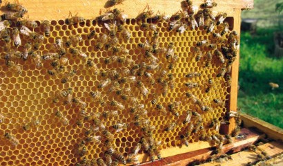 controllo del melario apicoltura