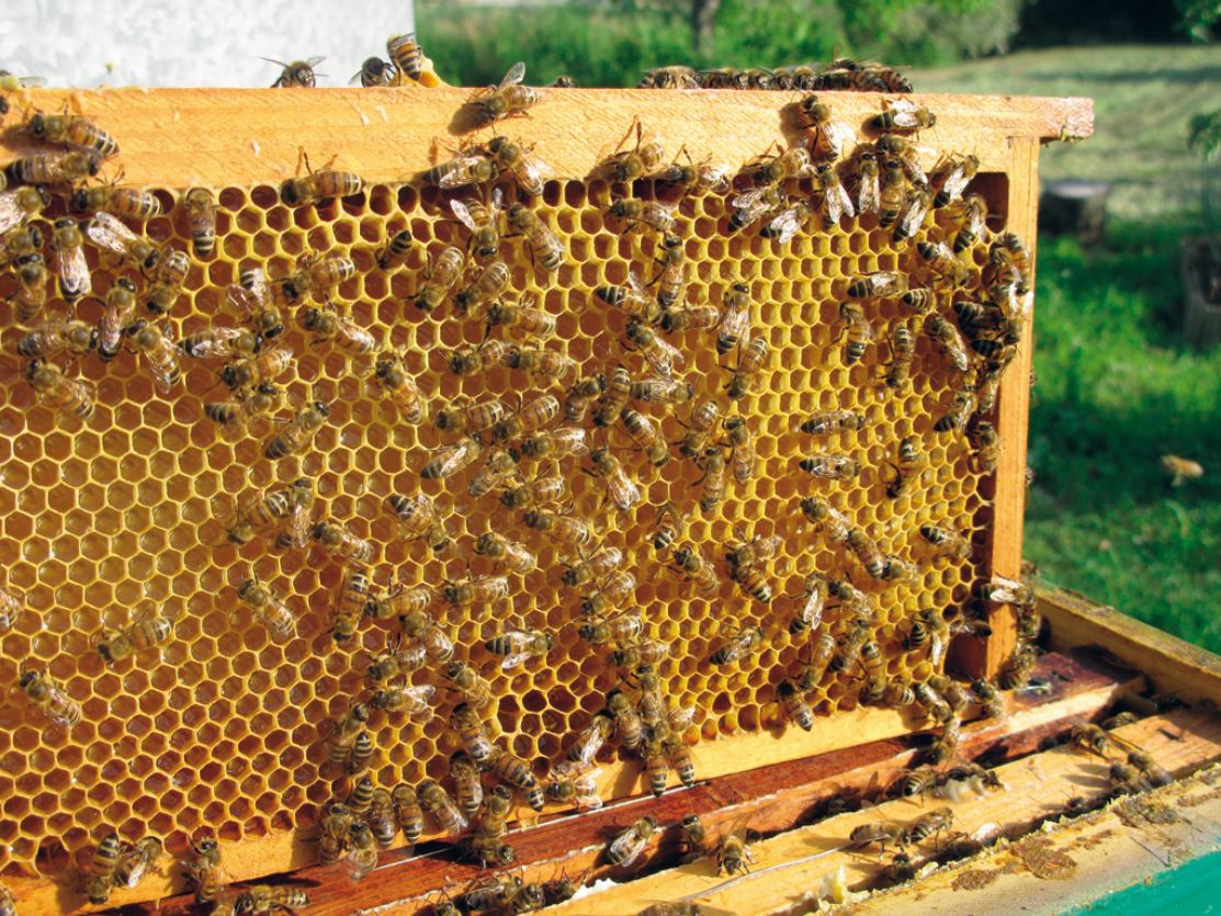 controllo del melario apicoltura
