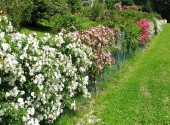 Le piante del giardino in fioritura dopo diserbo e concimazione