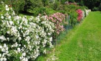 Le piante del giardino in fioritura dopo diserbo e concimazione