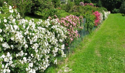 Le piante del giardino in fioritura dopo diserbo e concimazione