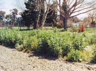 Coltivazione di fava dopo il pomodoro