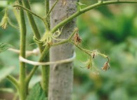 Fiori disseccati di pomodoro varietà cuore di bue