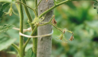 Fiori disseccati di pomodoro varietà cuore di bue