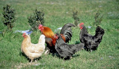 Quattro razze diverse di polli