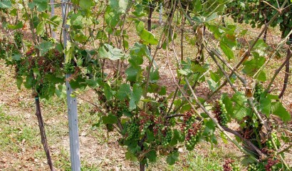 Grappoli di uva gravemente danneggiati dalla grandine