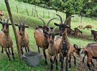 Gregge di capre nel recinto esterno