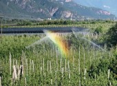 Irrigazione del meleto con impianto a pioggia